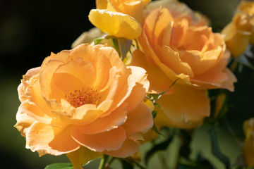 バラ園に咲くバラのクローズアップ