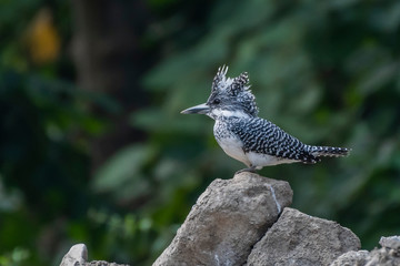 Fototapeta premium Crested kingfisher