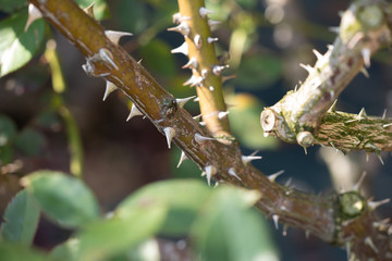 鋭利なバラのトゲ