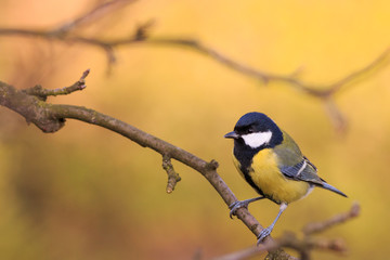 Sikora bogatka (Parus major)