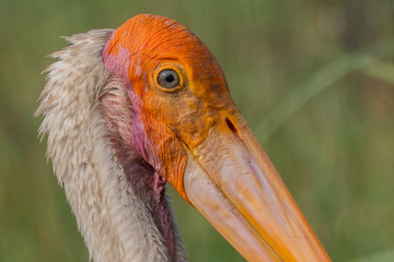 Painted Stork