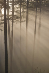 Fototapeta na wymiar Pine forest in morning mist and sunlight