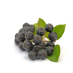 Aroniabeeren, Apfelbeeren, Aronia melanocarpa, isoliert vor weißem Hintergrund