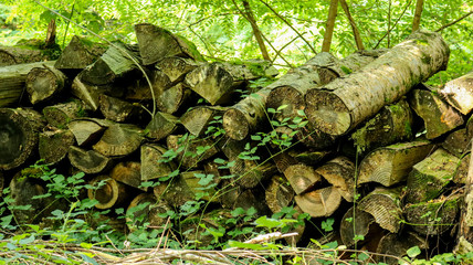Legna accatastata nel bosco sul sentiero delle meraviglie, Canton Ticino 