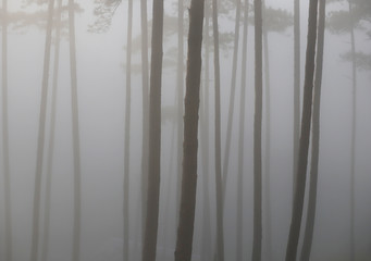 Pine forest in morning mist and sunlight