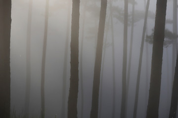 Pine forest in morning mist and sunlight
