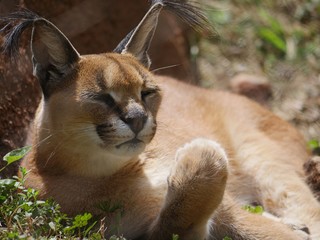 Wildcat lresting in a grassy area