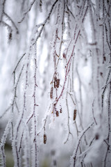Closer look at the winter frost covering tree branches on a cloudy cold day, frost lace.