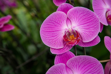 Fototapeta na wymiar Blooming pink orchid flower photo. White orchid Phalaenopsis equestris closeup. Wedding floral decor.