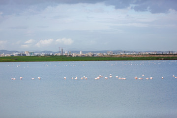 Flaminigo during the wintering season in Larnaca Salt Lake, Cyprus.