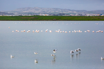 Flaminigo during the wintering season in Larnaca Salt Lake, Cyprus.