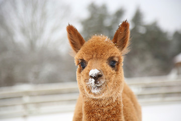 Alpacas in a farm of Europe © sociopat_empat