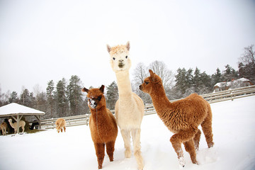 Alpacas in a farm of Europe