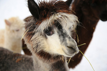 Alpacas in a farm of Europe