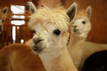 Obraz premium Alpacas in a farm of Europe