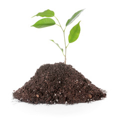 Heap of soil with plant on white background