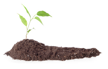 Heap of soil with plant on white background