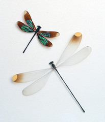 Two dragonflies on a white