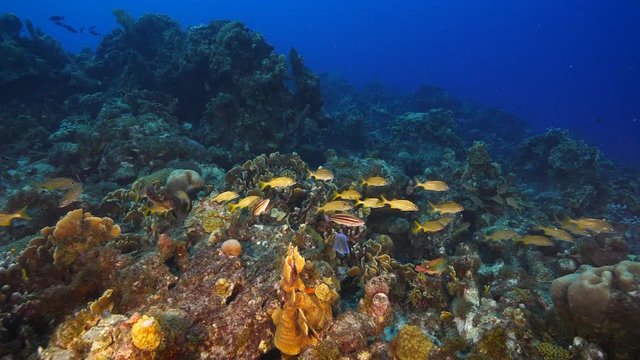 Seascape of coral reef in the Caribbean Sea around Curacao with school of fish, coral and sponge