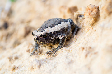 Black Bullfrog on the sand.