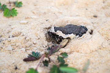 Black Bullfrog on the sand.