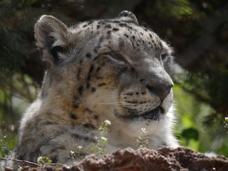 Fototapeta premium Wide shot of a snow leopard's head and face, looking off to one side