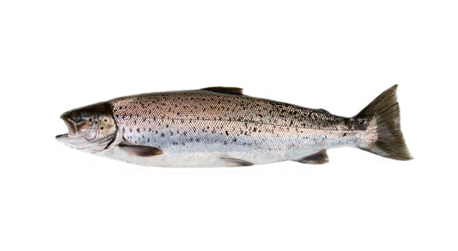 hybrid of Atlantic salmon and Sea trout