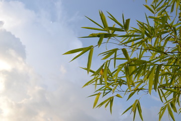 Leaves of bamboo on cloudy sky background 