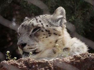 Side view shot of a snow leopard's head and face, asleep