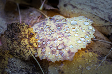 Autumn leaves lying on the ground on the leaves raindrops