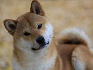 Lustiges Portrait Shiba Inu im Herbst