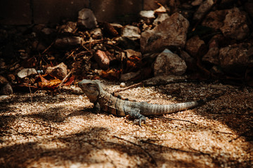 Komodo Dragon