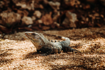 Komodo Dragon