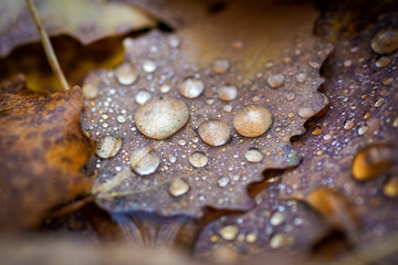 Autumn leaves lying on the ground on the leaves raindrops