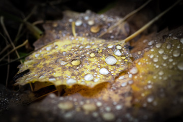 Autumn leaves lying on the ground on the leaves raindrops