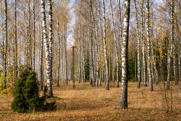 Jesień w brzozowym zagajniku, Podlasie, Polska © podlaski49