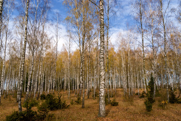 Jesień w brzozowym zagajniku, Podlasie, Polska © podlaski49