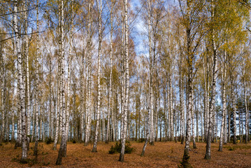 Jesień w brzozowym zagajniku, Podlasie, Polska © podlaski49