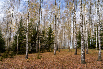 Jesień w brzozowym zagajniku, Podlasie, Polska © podlaski49