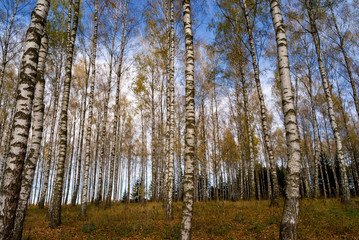 Jesień w brzozowym zagajniku, Podlasie, Polska © podlaski49