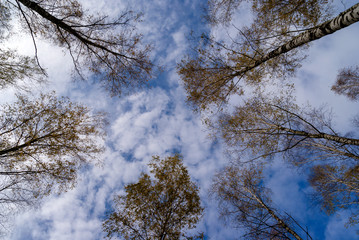 Jesień w brzozowym zagajniku, Podlasie, Polska © podlaski49