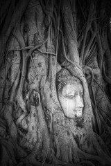 Buddha Head in Tree Roots, Wat Mahathat, Ayutthaya, Thailand - obrazy, fototapety, plakaty