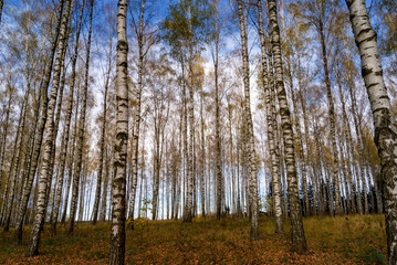 Jesień w brzozowym zagajniku, Podlasie, Polska © podlaski49