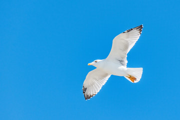 Seagull flying above the sea on the blue sky baclground