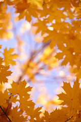 The frame of the branches with yellow leaves of maple against a blue sky. Natural background of autumn park.