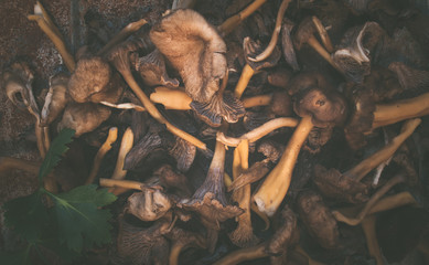 Wild mushrooms,trumpet chanterelle,