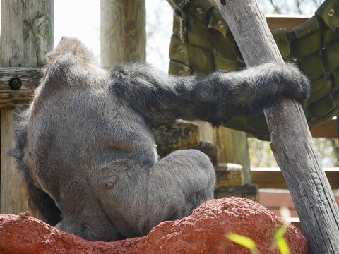 Close up, cropped shot of the back of a gorilla who is holding on to a piece of log