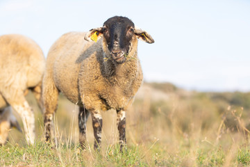 Oveja paciendo en una tarde de otoño