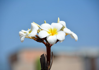 tropische blumen blüten