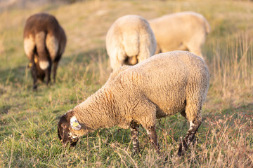 Oveja paciendo en una tarde de otoño
